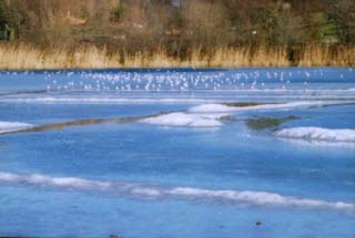 blue iced lake