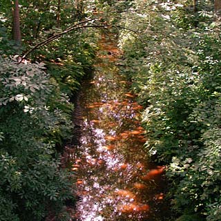 little brook in the wood