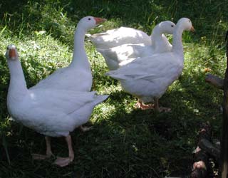 happy geese on grass