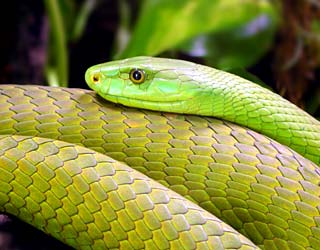 green snake