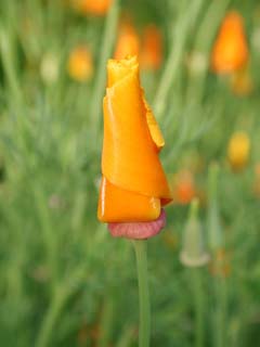 orange blossom against green