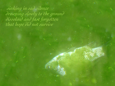 Dead Fish