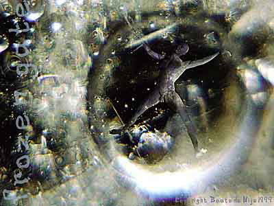 icebubble