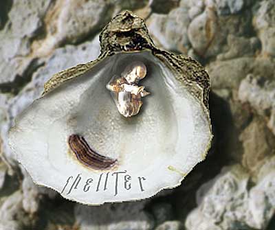 oysterbaby