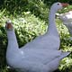 happy geese on grass