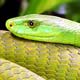 greensnake
