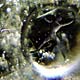 icebubble