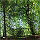 Buchen Morgenlicht Beech Trees at Morning Light, Isarhochufer, near Munich