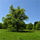 Eichelgarten, Meadow with Oak Trees, South of Munich, Germany