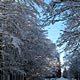 perlacher forst in winter, munich, germany