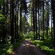 Forest near Deininger Weiher, Germany