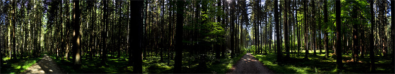 Forest near Deininger Weiher, Germany - panorama - click to open it in a new window