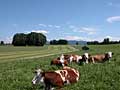 corny bavarian picture: green meadow, happy cows again the mountains...
