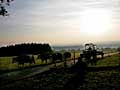 a farmer guides his cows back home on a late afternoon in september, Peretshofen, Bavaria