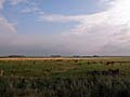 vast meadows with peaceful chewing cows in the Netherlands