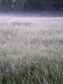 violet frosty mist over long grass leaves in the early morning