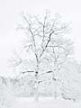 a snow covered forest with an overexposed pale oak tree 