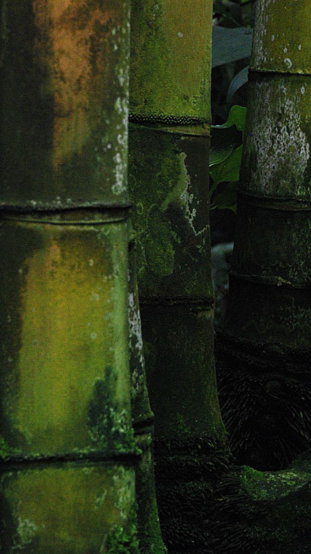 Bambus with Patina - Botanical Gardens - Munich © Beate de Nijs