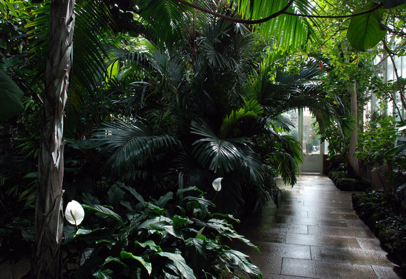 Glasshouse with exotic plants - Botanical Gardens - Munich © Beate de Nijs
