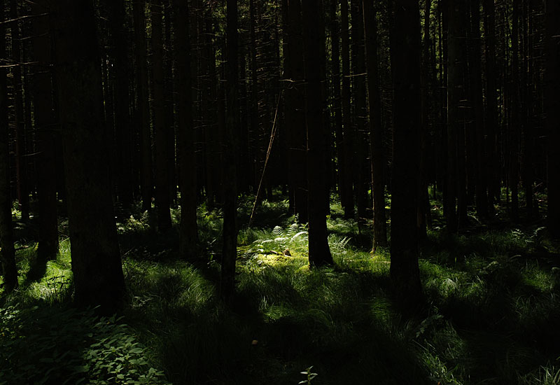 The secret nest in the farn - forest south of Munich © Beate de Nijs