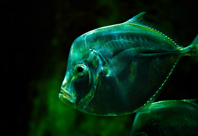 Glassy glossy fish – Munich Zoo© Beate de Nijs