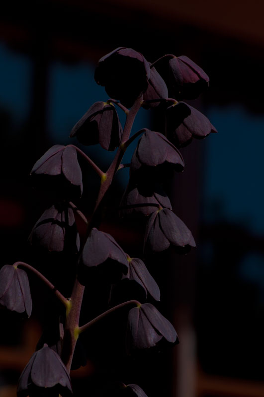 Deep violet shadows of a flower called »Kaiserkrone« - My Garden near Munich© Beate de Nijs