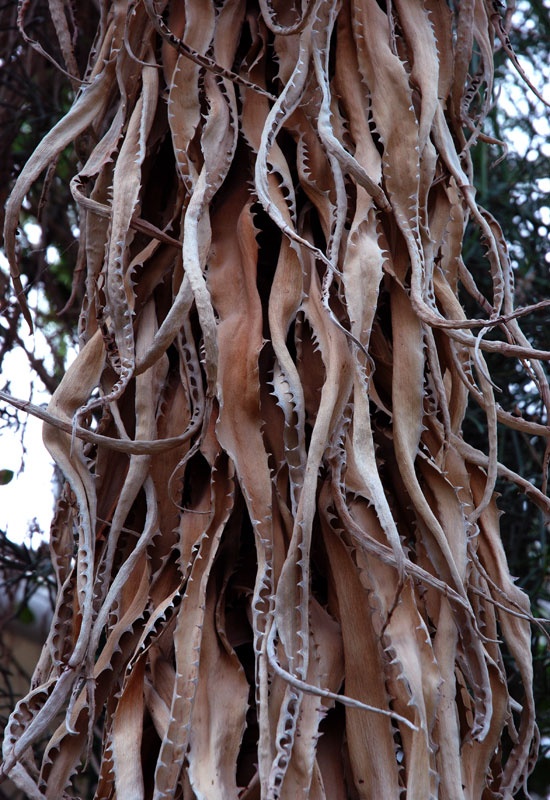 Tentacles of dried palmleaves - Botanical Gardens - Munich© Beate de Nijs