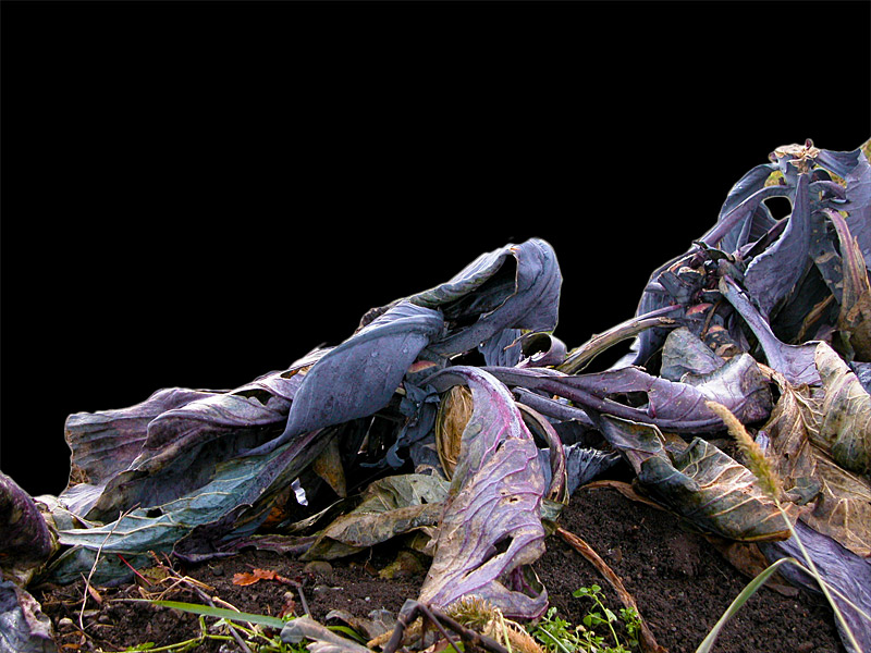 Cabbage has so cool colours! © Beate de Nijs