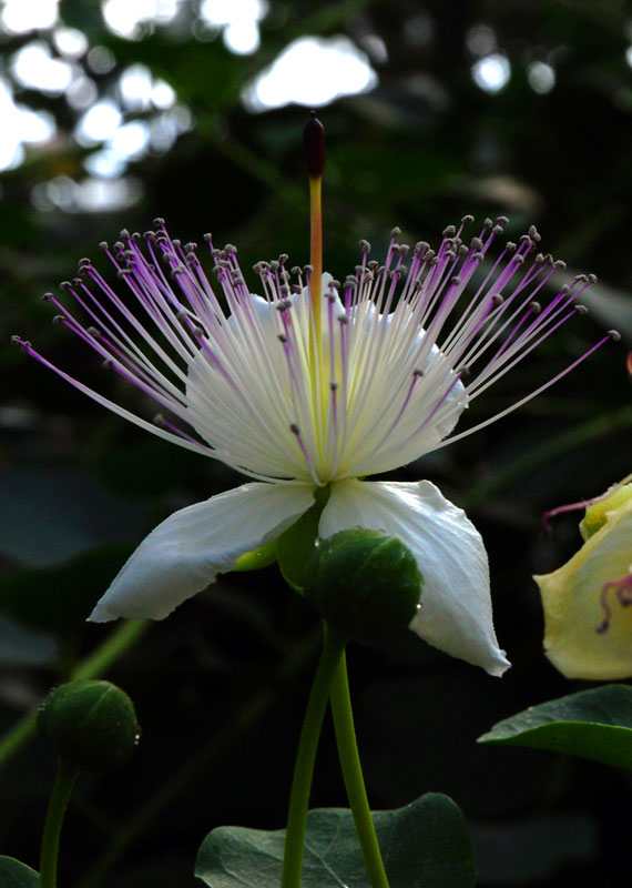Passionate flower - Botanical Gardens - Munich © Beate de Nijs